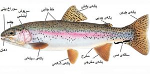 تشریح جانوری 